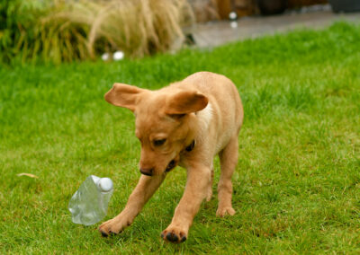 puppy dropping his toy bottle