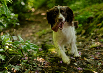 action photo of a springer spaniel dog in the woods