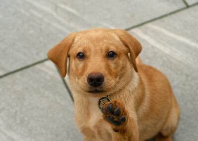 puppy offering a paw