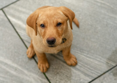 puppy following the sit command