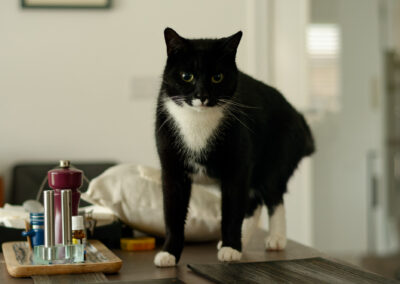 cat standing on a table
