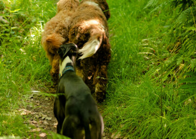 group of dogs in line on a trail