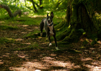 black and white whippet in the woods
