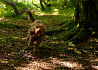 apricot cockapoo running in a woodland