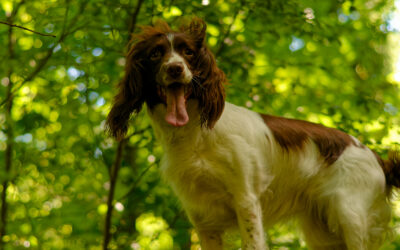 Rowan up on high springer spaniel standing on a wall in a woodland