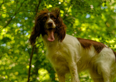springer spaniel standing on a wall in a woodland