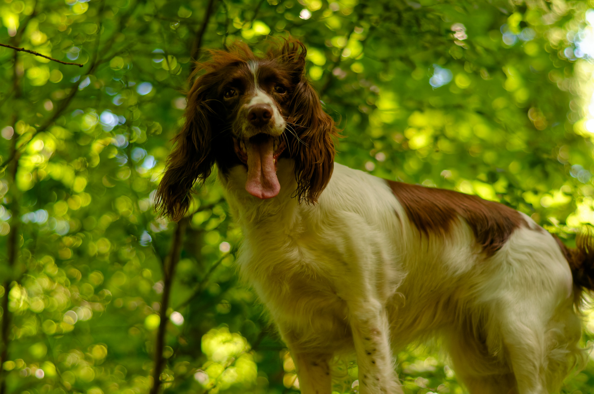 springer spaniel standing on a wall in a woodland