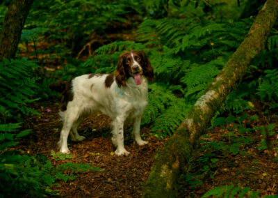 Liver and white springer spaniel standing among ferns