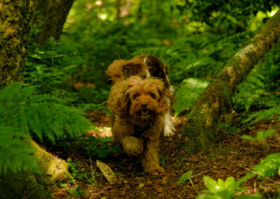 cockapoo running among woodland ferns