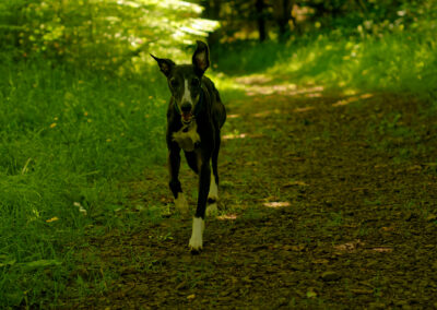 black and white whippet running under woodland cover