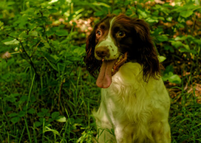 springer spaniel sitting in a woodland