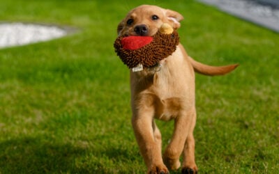 puppy carrying a plush toy