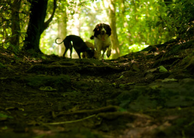 dogs in the distance in a woodland trail