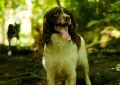 a springer spaniel under the cover of trees in a woodland