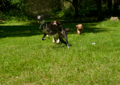 dog walking in finlaystone