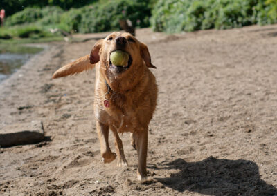 Red Fox Labrador running with a ball in her mouth on Erskine beach