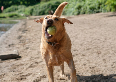 Labrador about to drop a ball