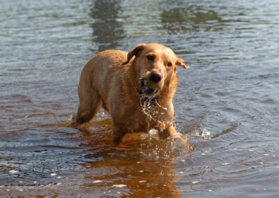 Red Fox Labrador with ball in water