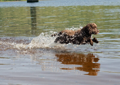 cockapoo running in a river