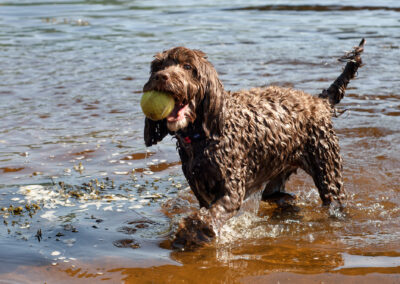 cockapoo with tennis ball