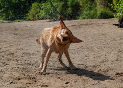 red fox labrador shaking its self dry