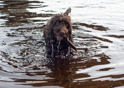cockapoo in river with a stick
