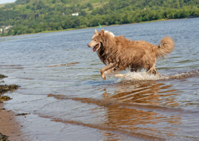 border collie coming out river with a stick