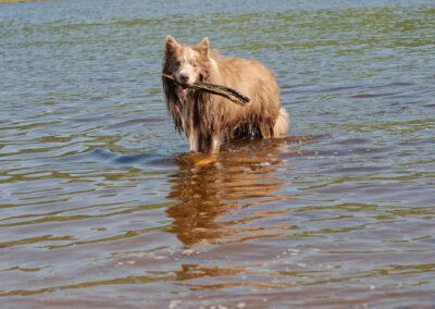 Border collie standing in a river with a stick in its mouth