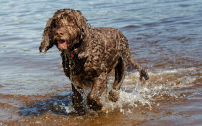 ella the cockapoo at Erskine beach cockapoo coming out of the water on a hot day at the beach