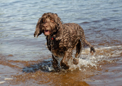 soaking wet cockapoo on a hot day