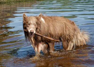 Border collie coming out river
