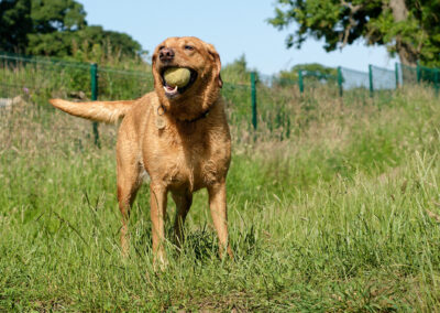 red fox labrador standing on grass