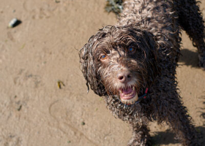 looking down on a cockapoo