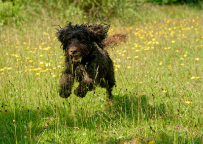 cockapoo running in a meadow