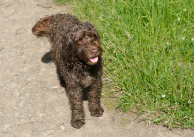 snapshot of a chocolate cockapoo