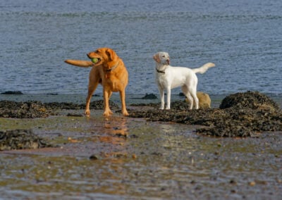 two Labradors standing on the coastline