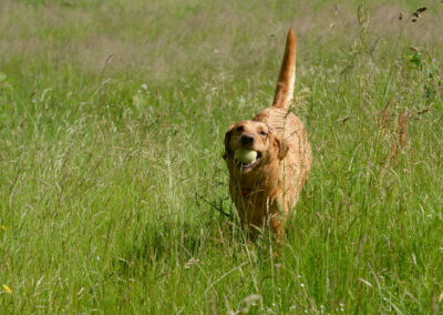 red fox labrador running in long grass