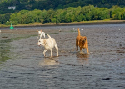 three labradors in a river