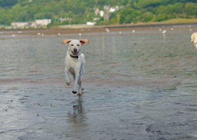very pale Labrador on the beach