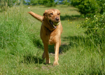 red fox Labrador on grass on a sunny day
