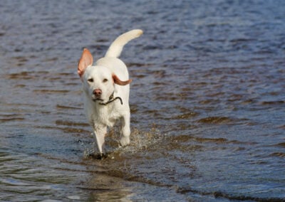 pale labrador running in a river