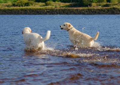 two yellow labradors in a river