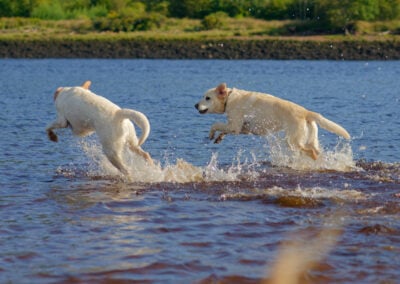 two yellow labradors in a river playing