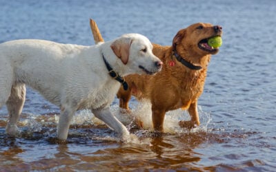 Marley and Sage yellow labrador and red fox labrador
