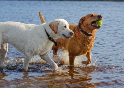 yellow labrador and red fox labrador