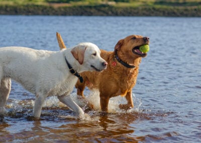 yellow labrador and red fox labrador