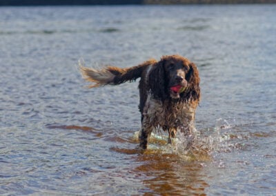 springer spaniel with ball in a river