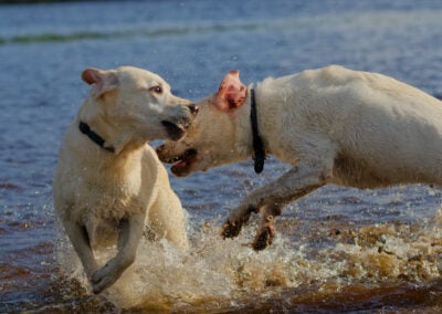 two playful yellow labradors