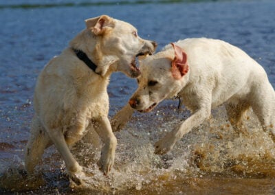 two yellow labradors play fighting
