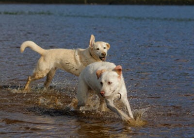 larbador chasing another labrador